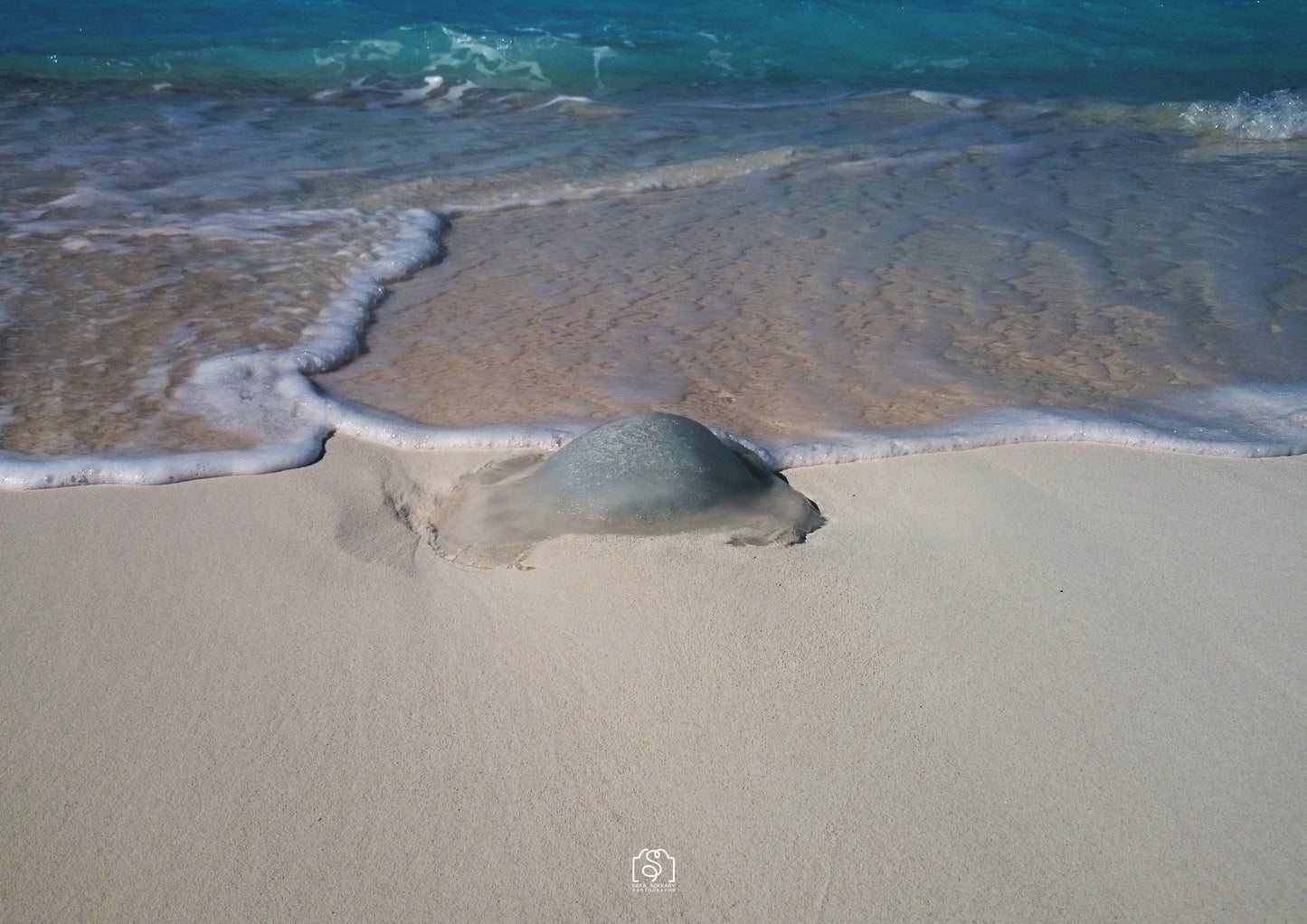 jellyfish thorough waves