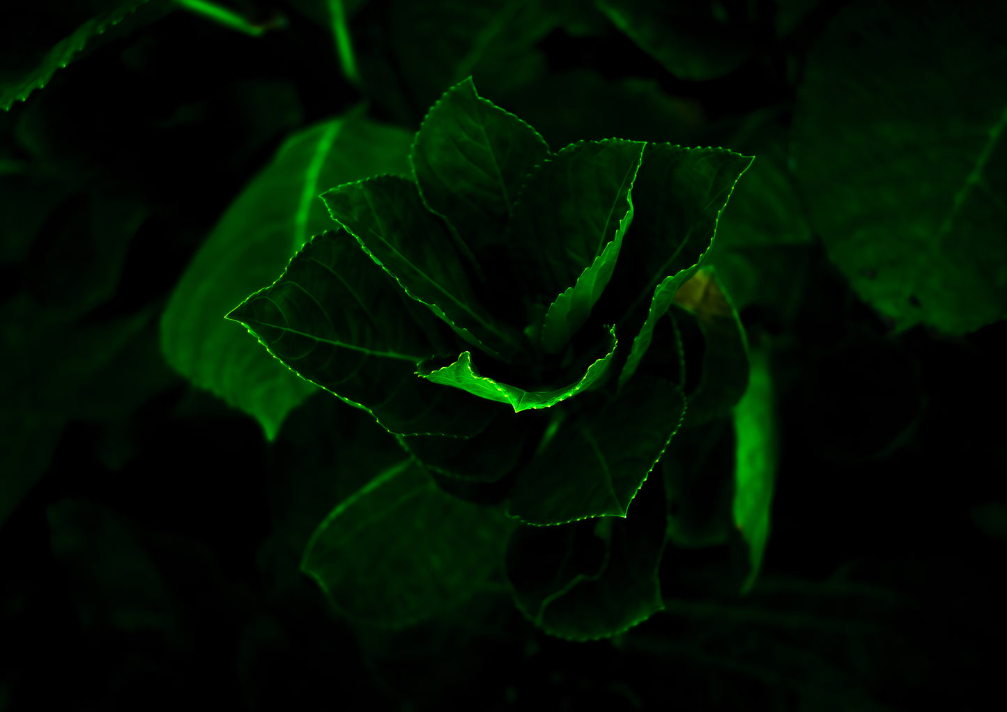 Green flower