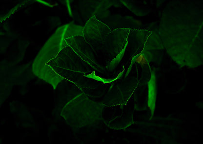 Green flower