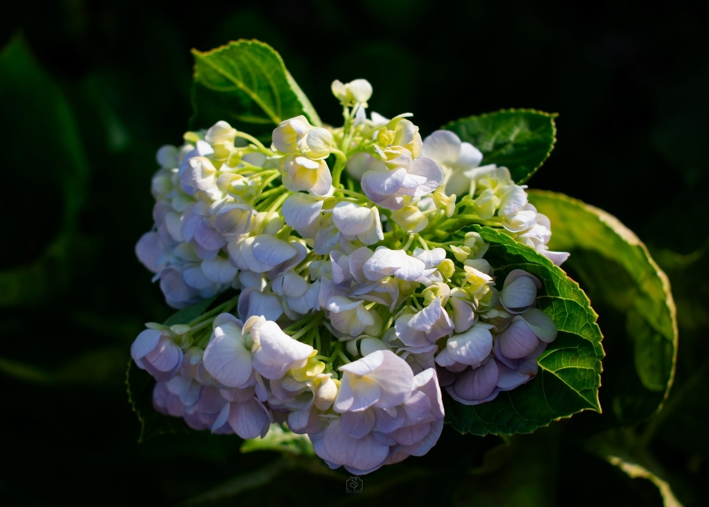 white flowers